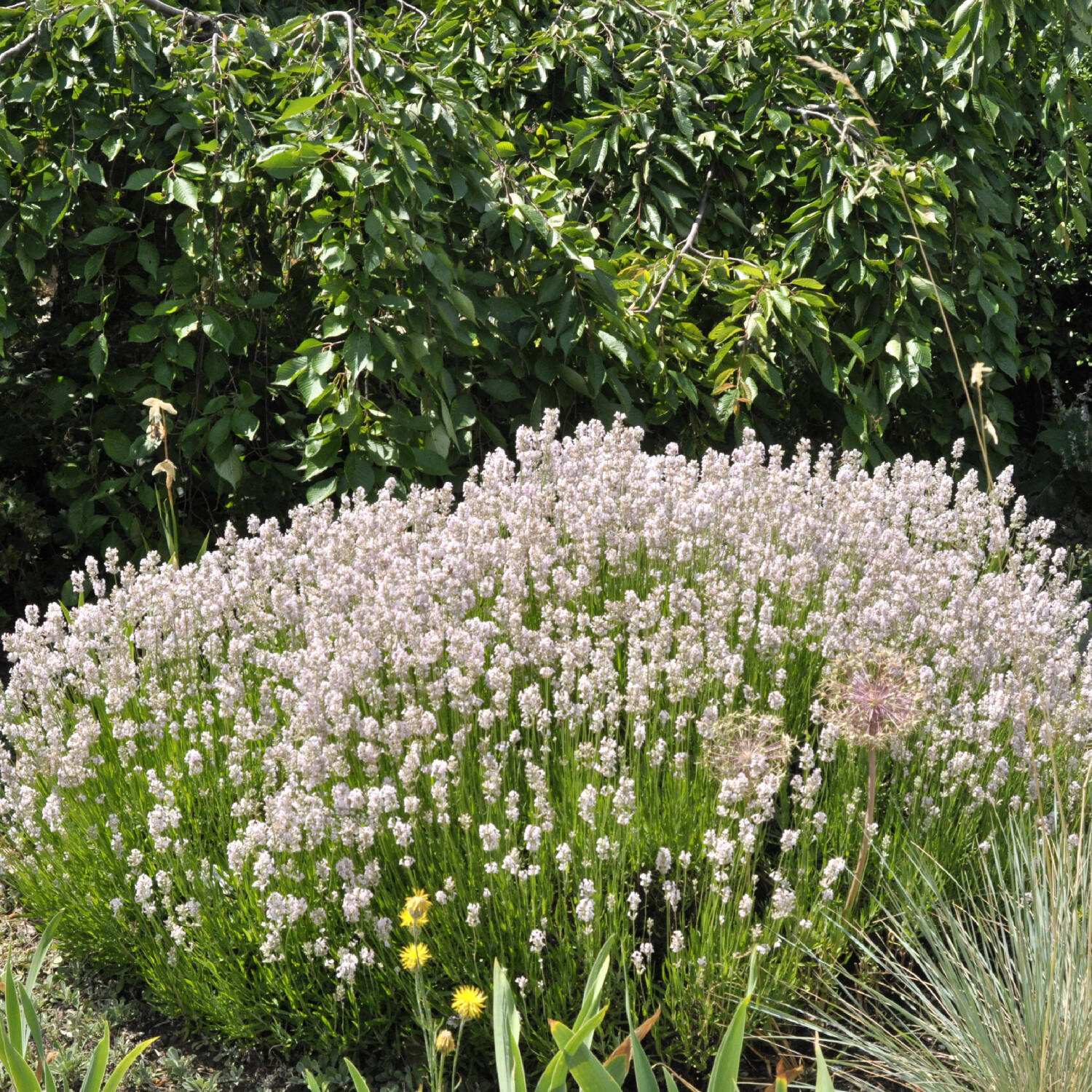 Rosablühender Lavendel 'Rosea' - Lavandula angustifolia 'Rosea'