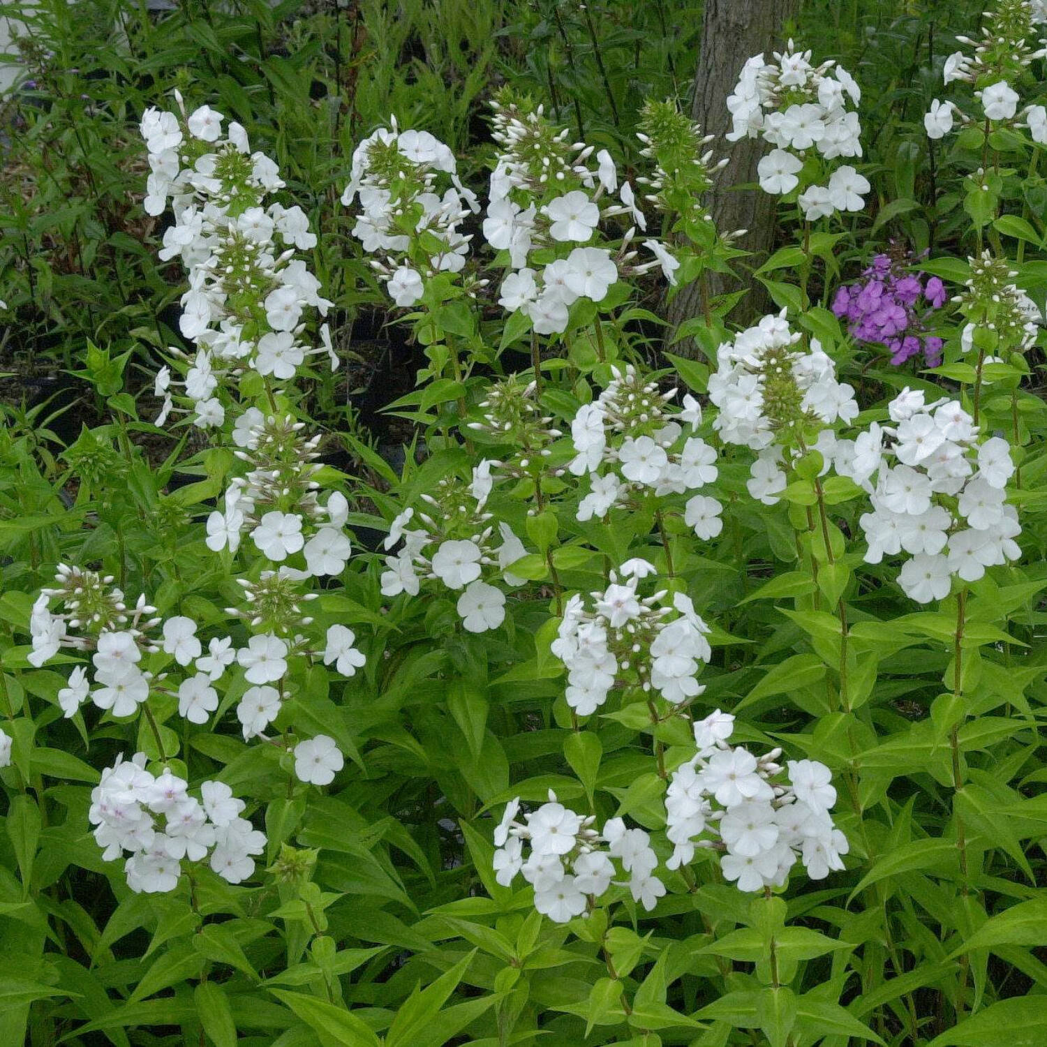 Kategorie <b>Stauden </b> - Flammenblume 'Mrs Lingard' - Phlox maculata 'Mrs Lingard'