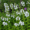 Phlox maculata Mrs Lingard