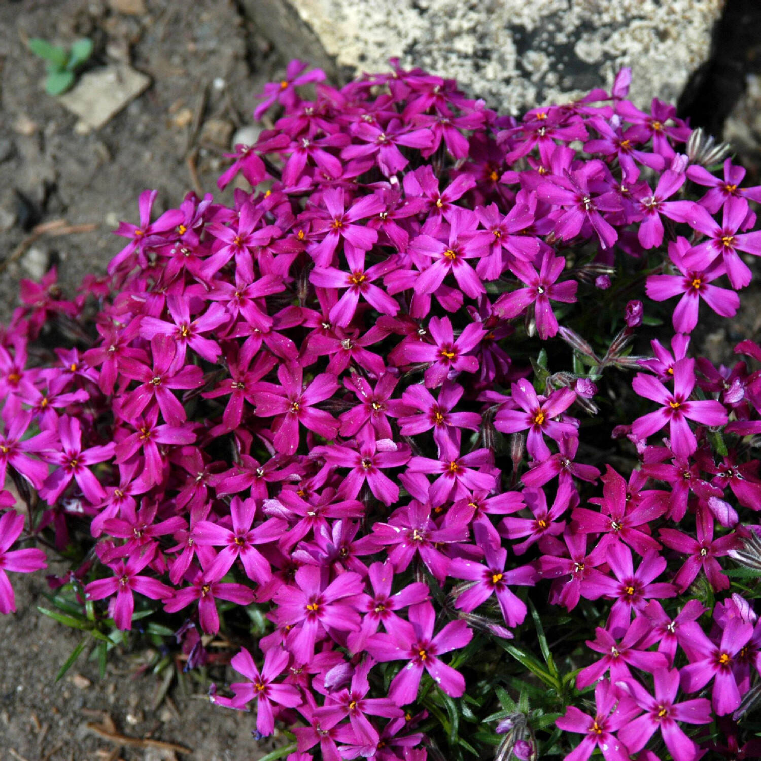  Teppich-Flammenblume 'Temiscaming' - Phlox subulata 'Temiscaming'