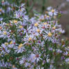 Aster laevis