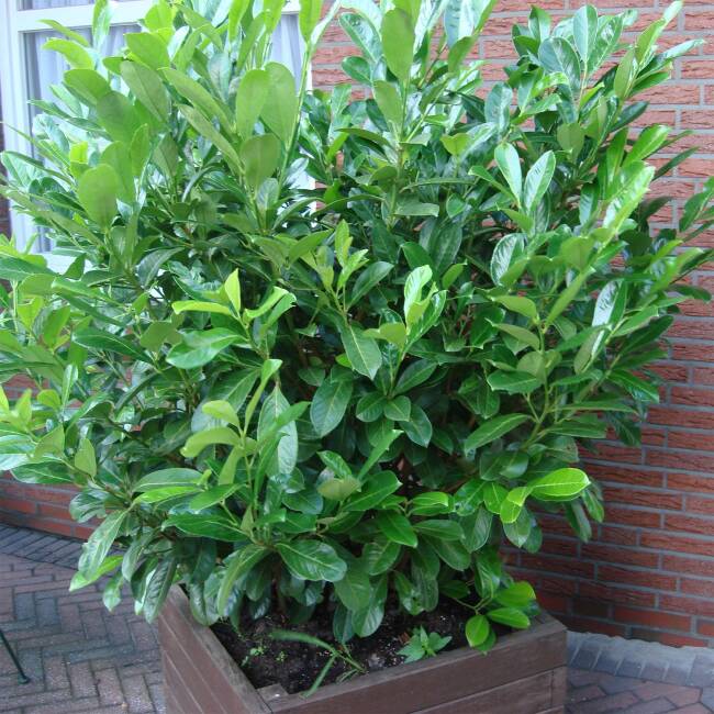 Prunus laurocerasus Novitas P 0,5-1 15-30 cm