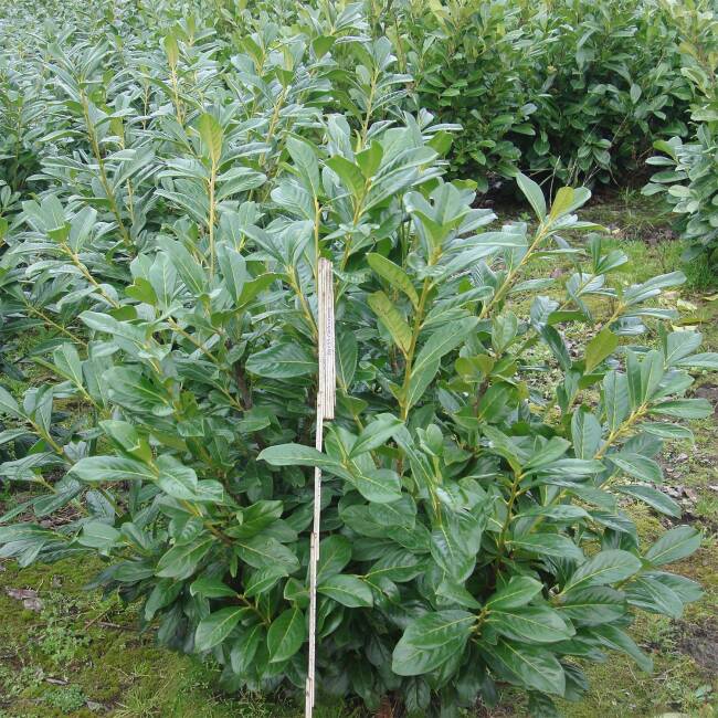Prunus laurocerasus Novitas P 0,5-1 15-30 cm
