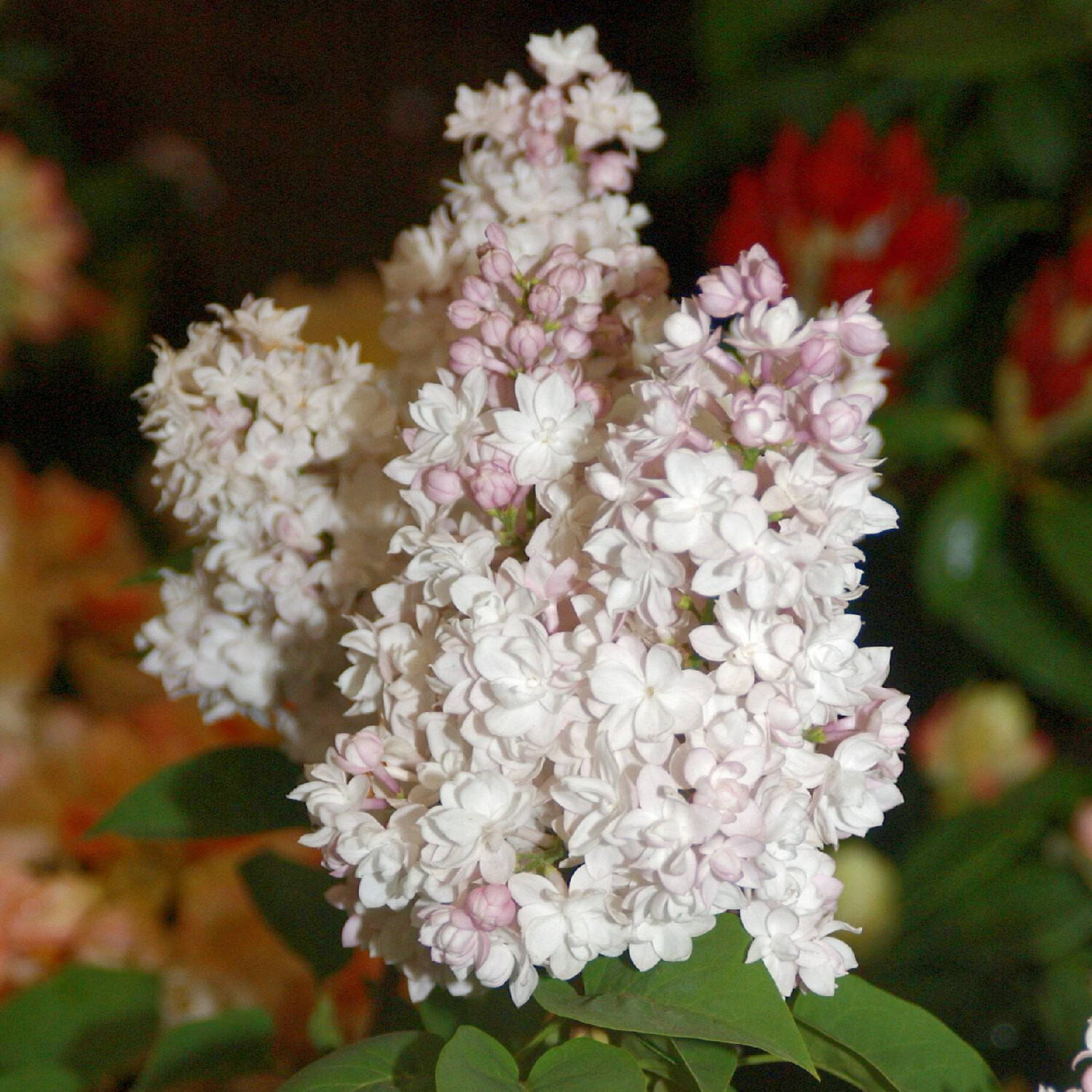 Kategorie <b>Hecken </b> - Duft-Flieder 'Beauty of Moscow' - Syringa vulg.'Beauty of Moscow'