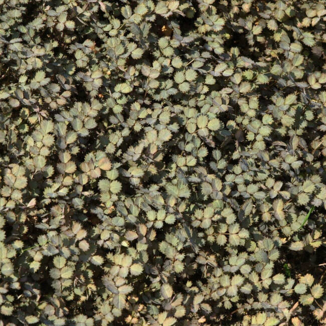 Acaena microphylla Kupferteppich