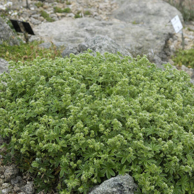 Alchemilla alpina P 0,5