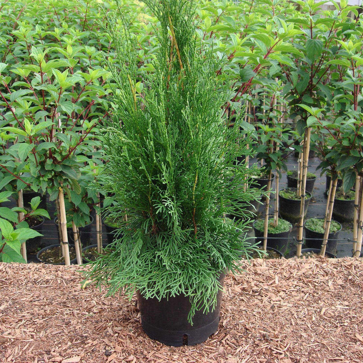 Kategorie <b>Nadelbäume u. Koniferen </b> - Lebensbaum 'Smaragd' - Thuja occidentalis 'Smaragd'