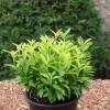 Euonymus japonicus Microphyl. Gold