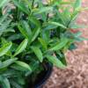 Euonymus japonicus Microphylla Green