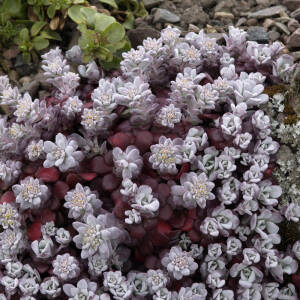 Sedum spathulifolium Purpureum
