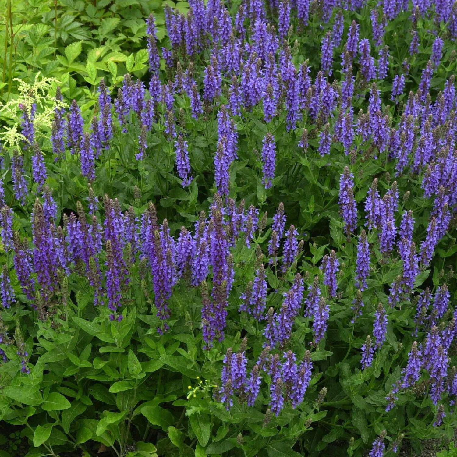  Steppen Salbei 'Blauhügel' - Salvia nemorosa 'Blauhügel'