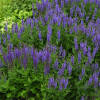Salvia nemorosa Blauhügel