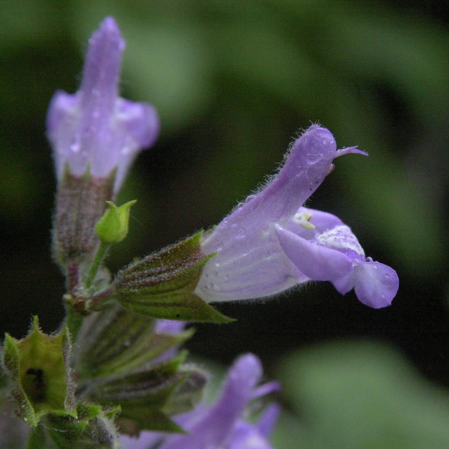  Breitblättriger Gewürz Salbei - Salvia officinalis 'Berggarten'