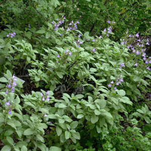 Salvia officinalis Berggarten