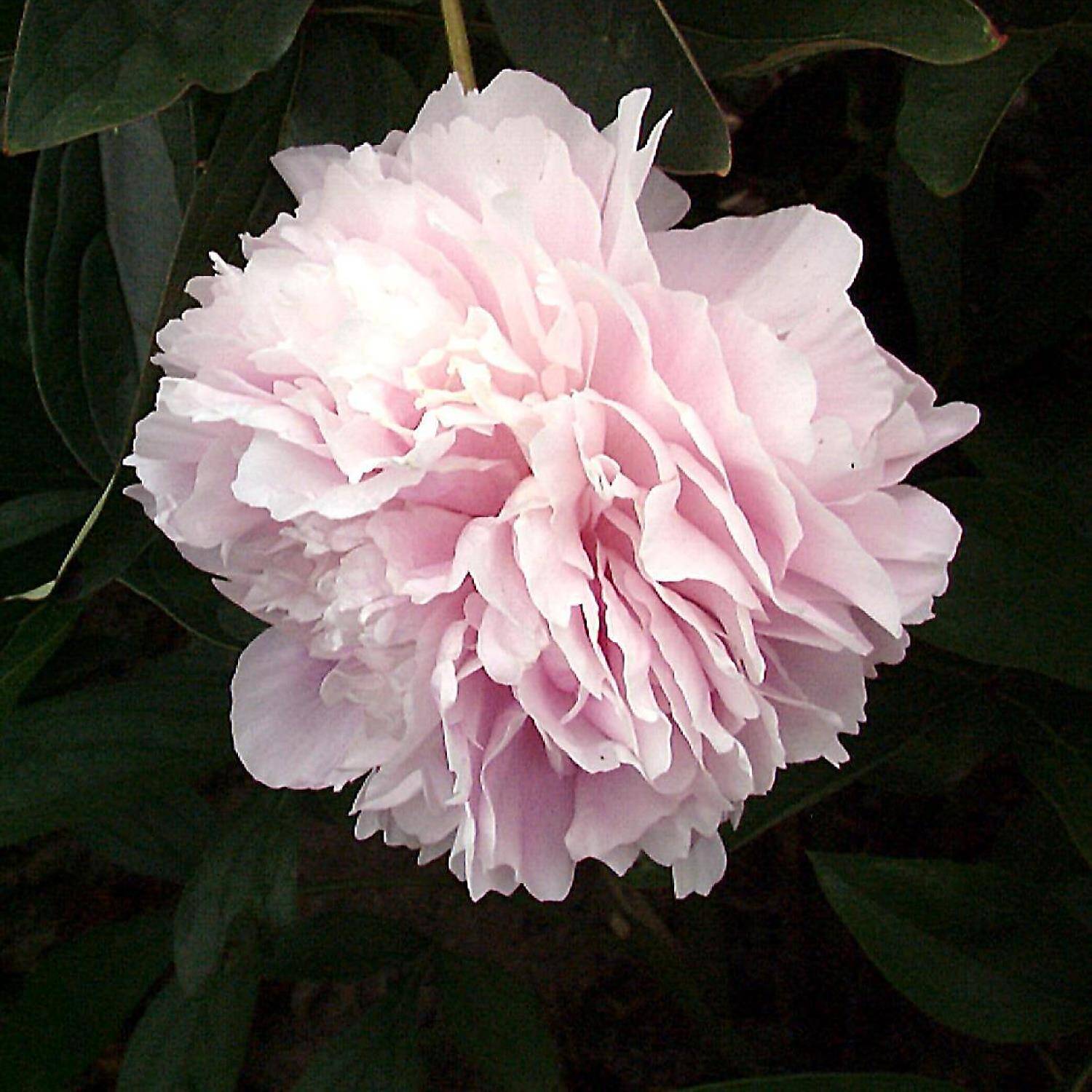  Pfingstrose 'Sarah Bernhardt' - Paeonia lactiflora 'Sarah Bernhardt'