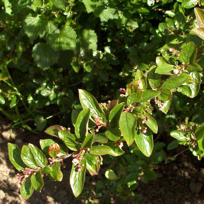 Cotoneaster acutifolius