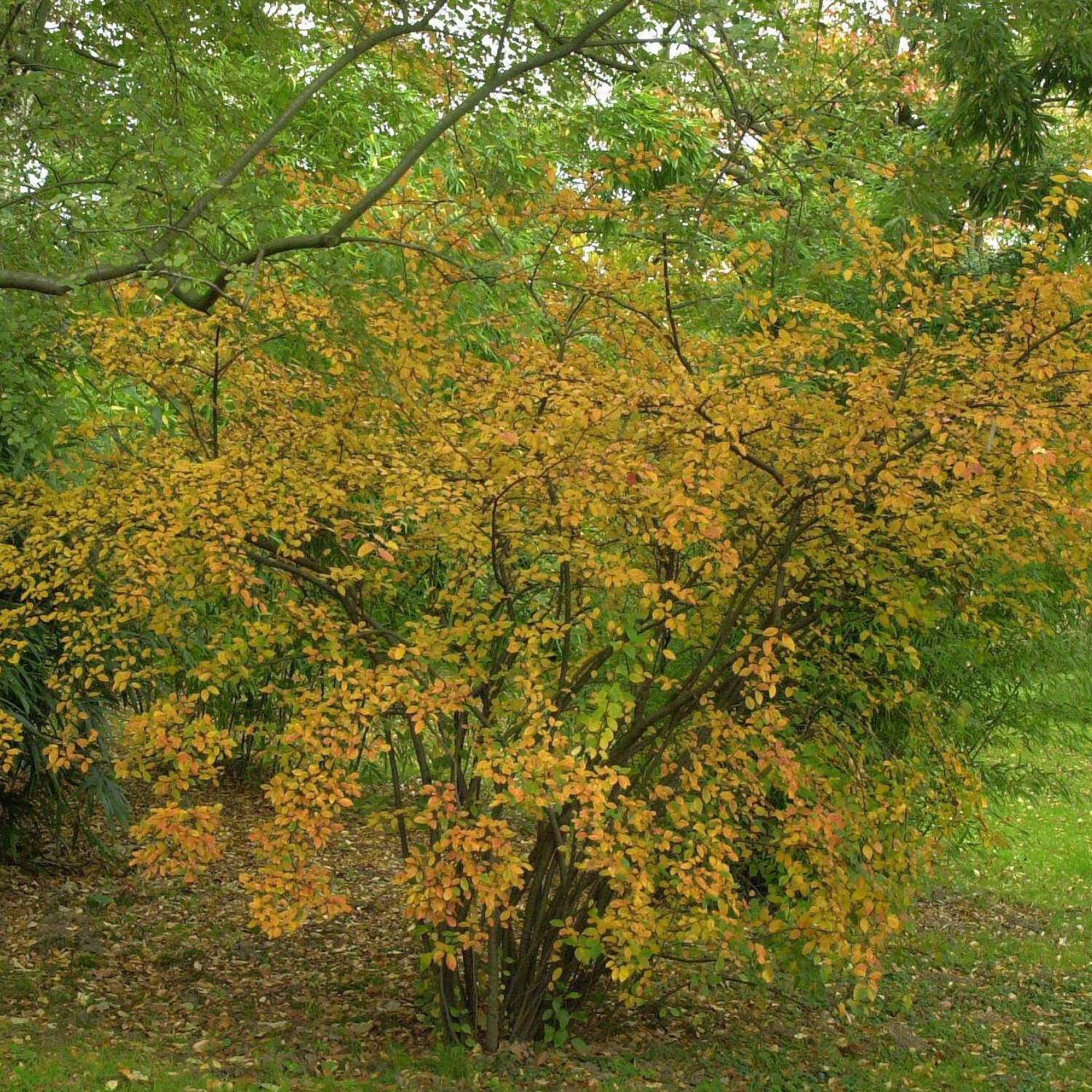Kategorie <b>Laubbäume </b> - Hohe Blütenmispel - Cotoneaster multiflorus