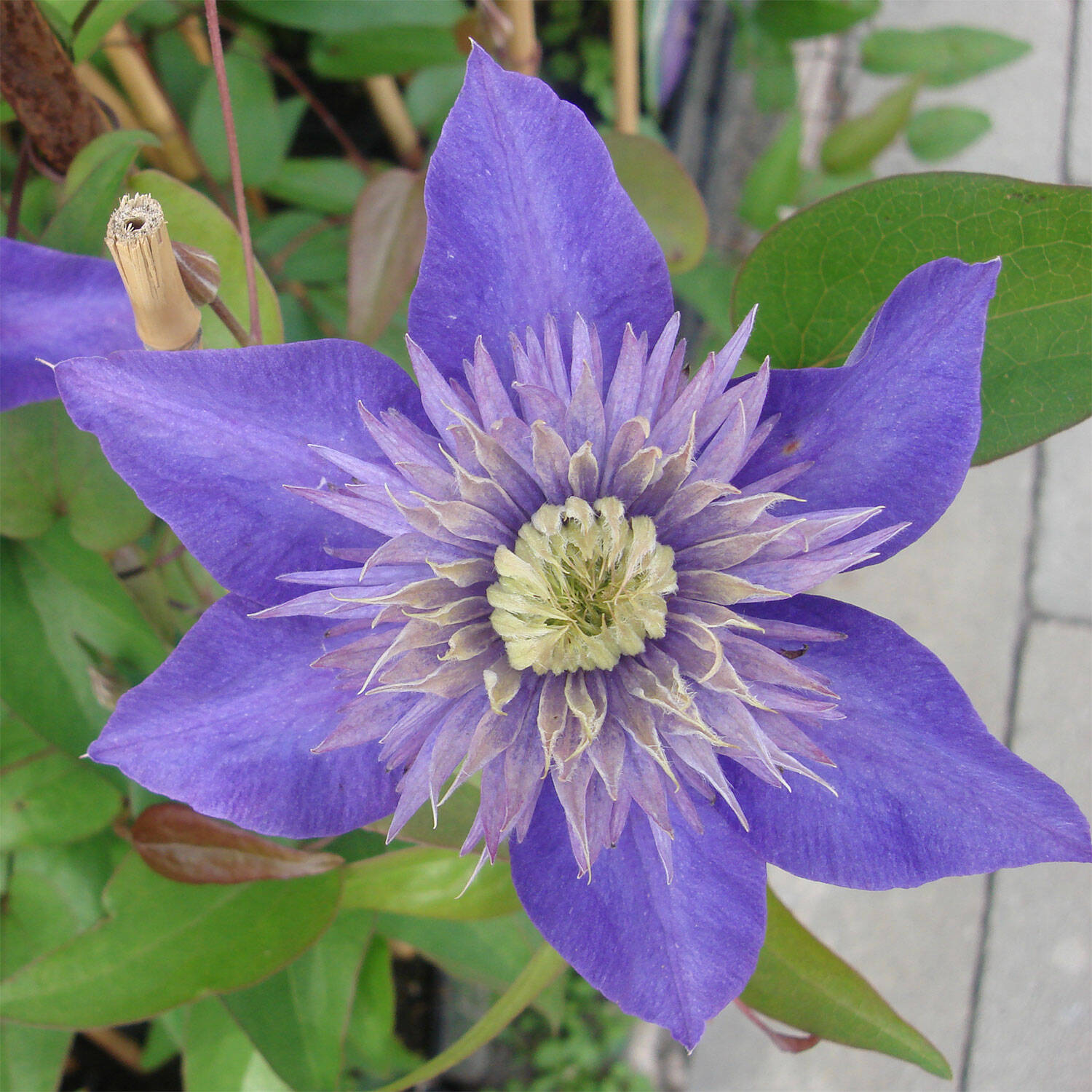 Kategorie <b>Kletterpflanzen </b> - Waldrebe 'Multi Blue' - Clematis 'Multi Blue'