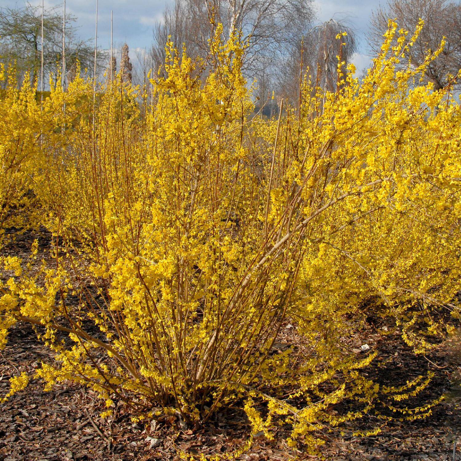 Kategorie <b>Laubbäume </b> - Goldglöckchen 'Minigold' - Forsythia intermedia 'Minigold'