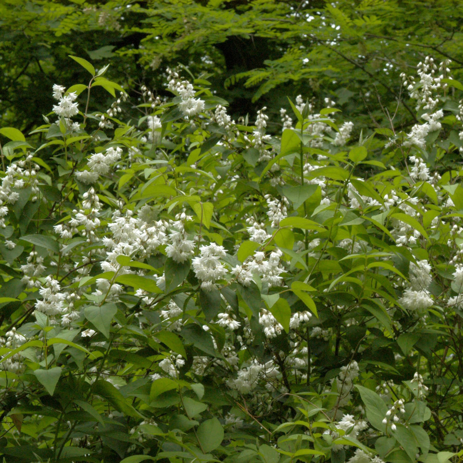 Kategorie <b>Laubbäume </b> - Gefüllte Sternchenstrauch 'Candidissima' - Deutzia scabra 'Candidissima'