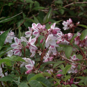 Deutzia kalmiiflora