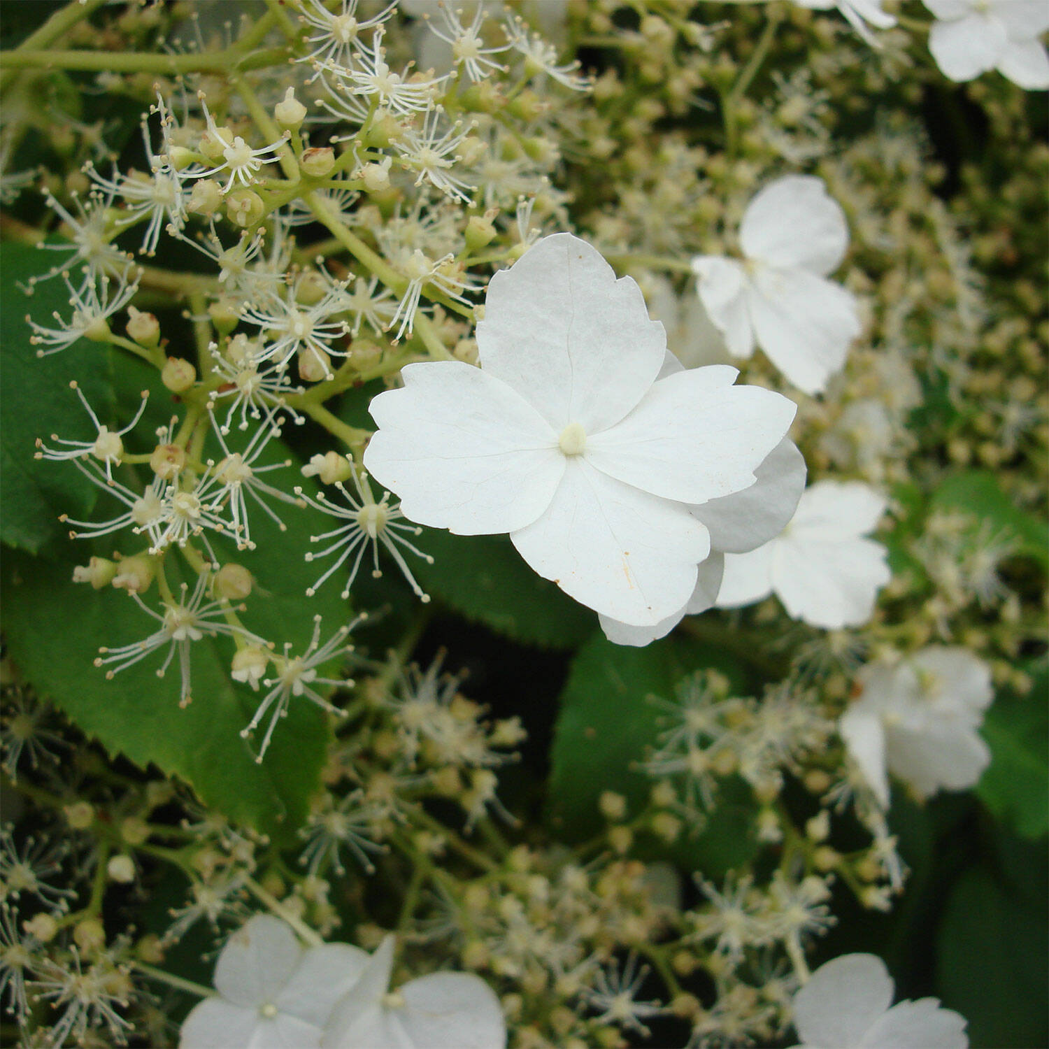 Kategorie <b>Hecken </b> - Kletter-Hortensie - Hydrangea petiolaris