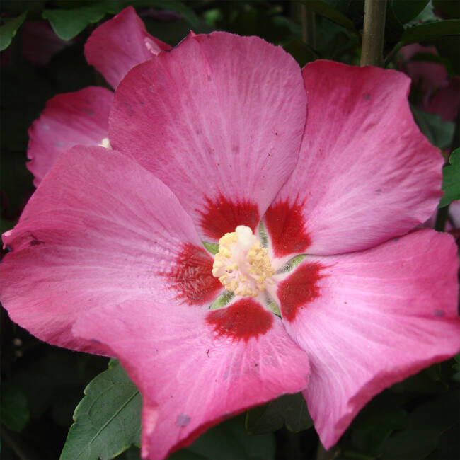 Hibiscus syriacus Woodbridge