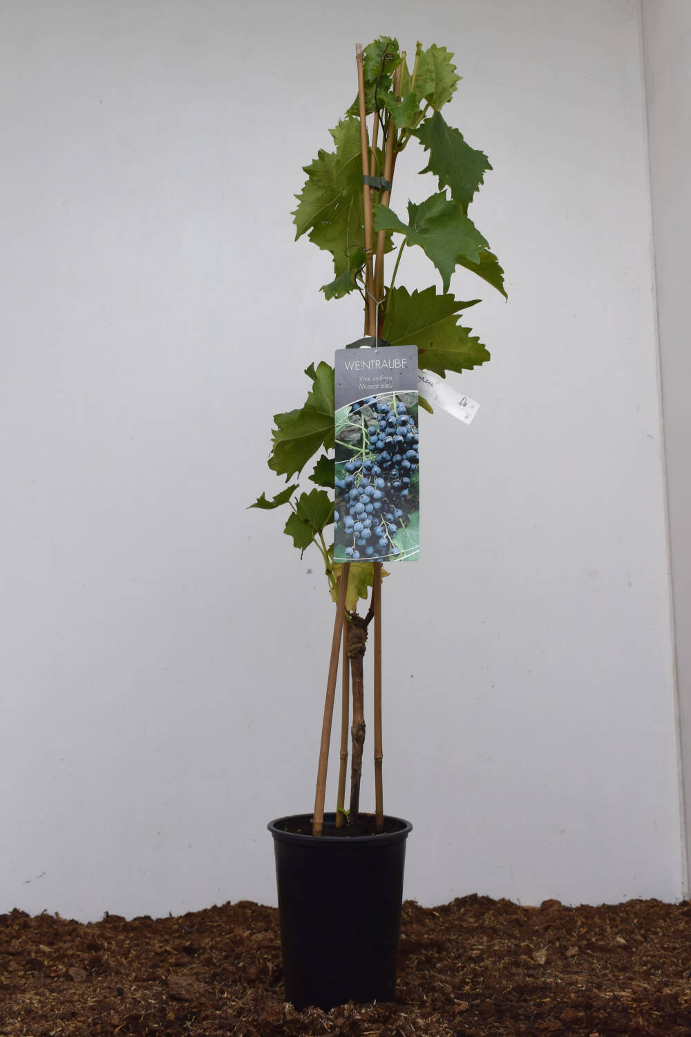 Kategorie <b>Kletterpflanzen </b> - Weintraube - Tafeltraube 'Muscat bleu' - Vitis 'Muscat bleu'