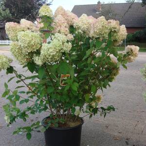 Hydrangea paniculata Limelight®