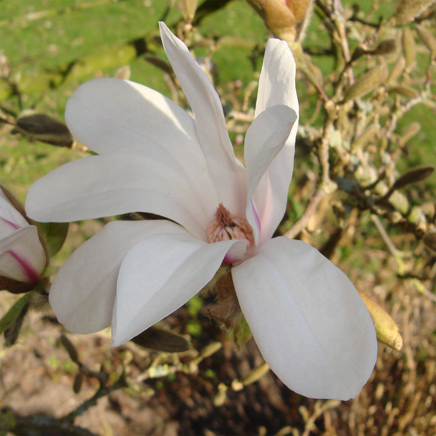  Tulpenmagnolie - Magnolia soulangiana