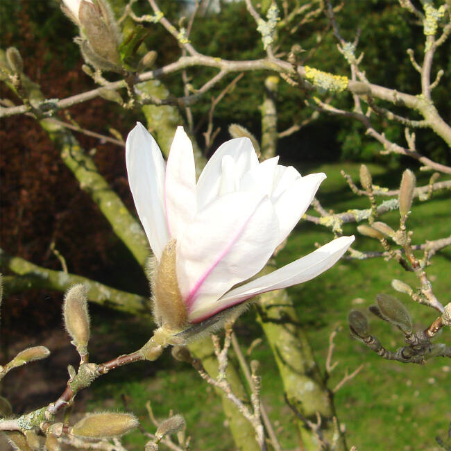 Magnolia soulangiana