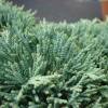 Juniperus horizontalis Icee Blue ®
