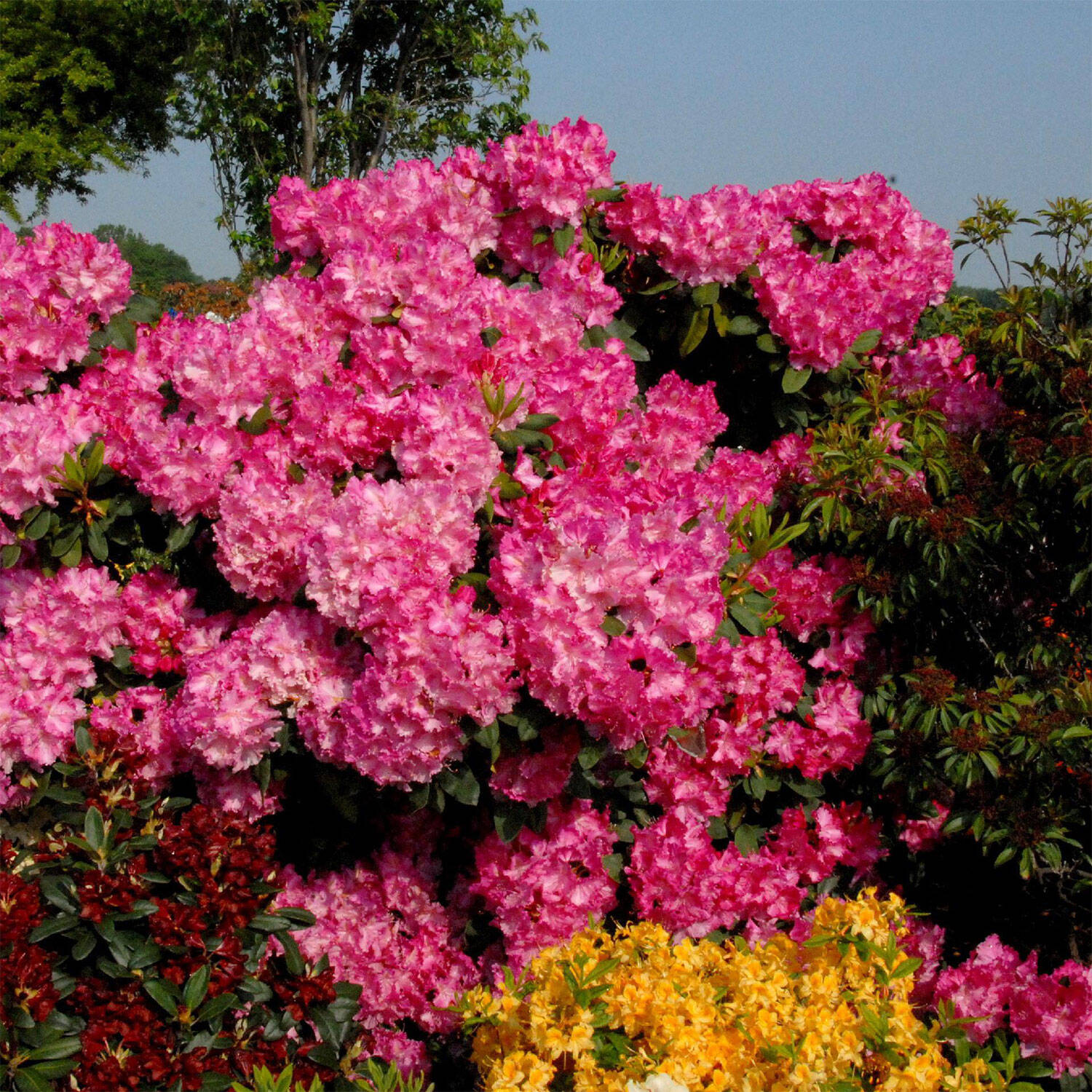 Kategorie <b>Hecken </b> - Rhododendron 'Anastasia' - Rhododendron Hybride 'Anastasia'