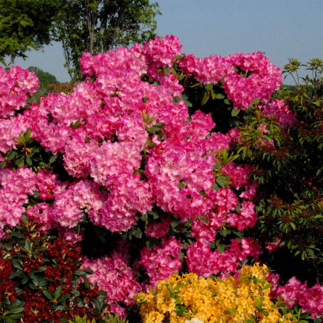 Rhododendron Hybride Anastasia