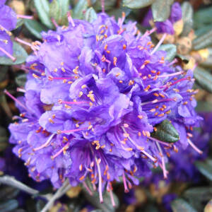 Rhododendron Hybride Azurro