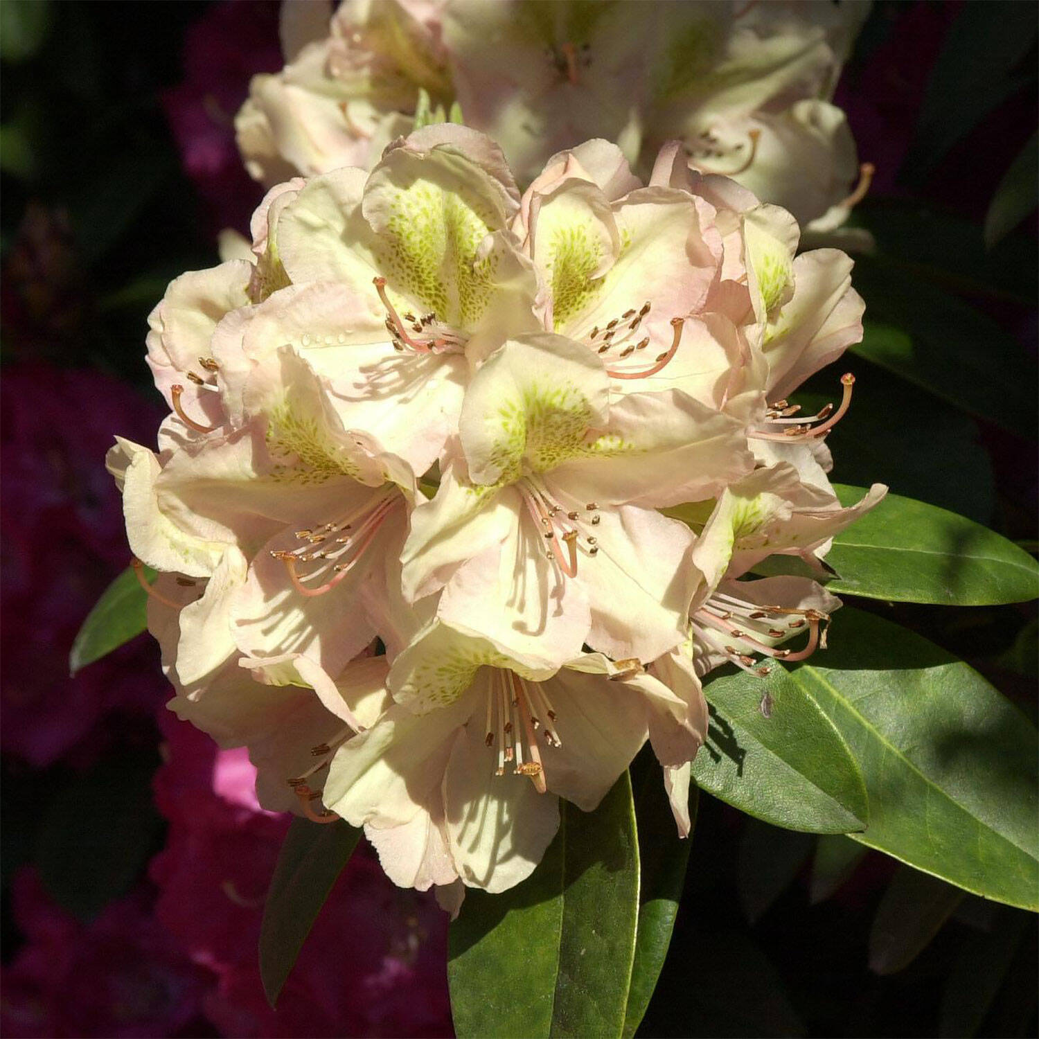 Kategorie <b>Hecken </b> - Rhododendron 'Belkanto' - Rhododendron Hybride 'Belkanto'