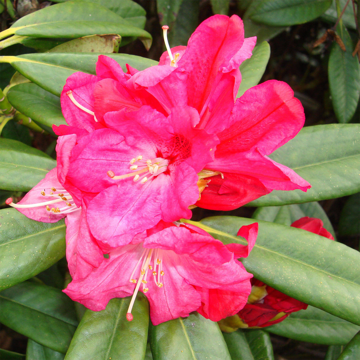 Kategorie <b>Hecken </b> - Rhododendron 'Berliner Liebe' - Rhododendron Hybride 'Berliner Liebe'