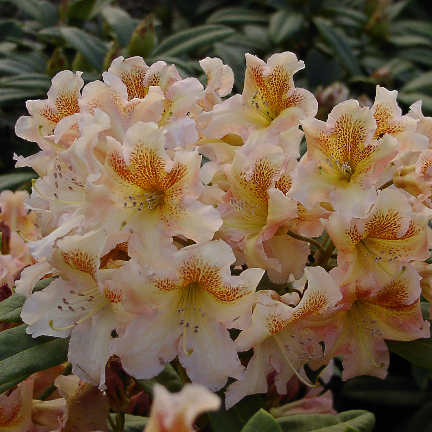 Kategorie <b>Hecken </b> - Rhododendron 'Bernstein' - Rhododendron Hybride 'Bernstein'