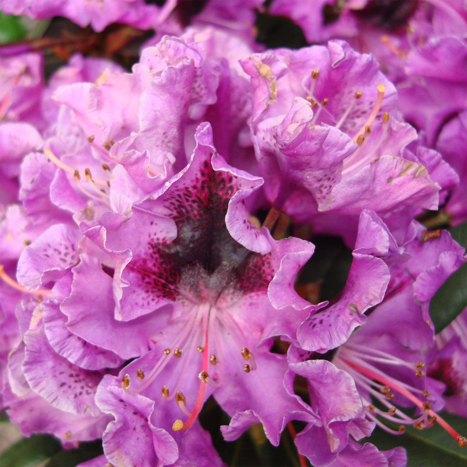 Kategorie <b>Hecken </b> - Rhododendron 'Blaue Jungs' - Rhododendron Hybride 'Blaue Jungs'