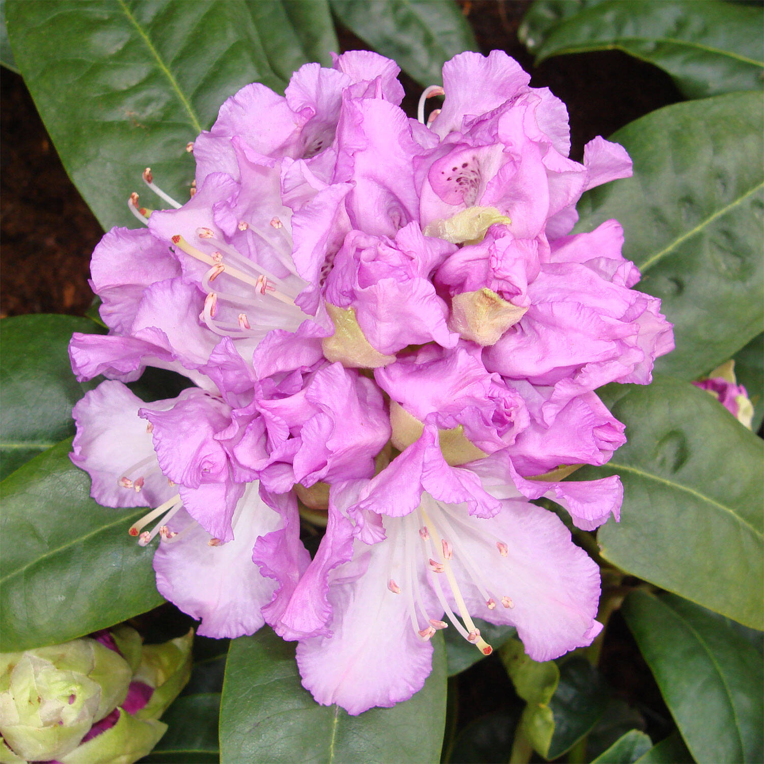 Kategorie <b>Hecken </b> - Rhododendron 'Blue Peter' - Rhododendron Hybride 'Blue Peter'