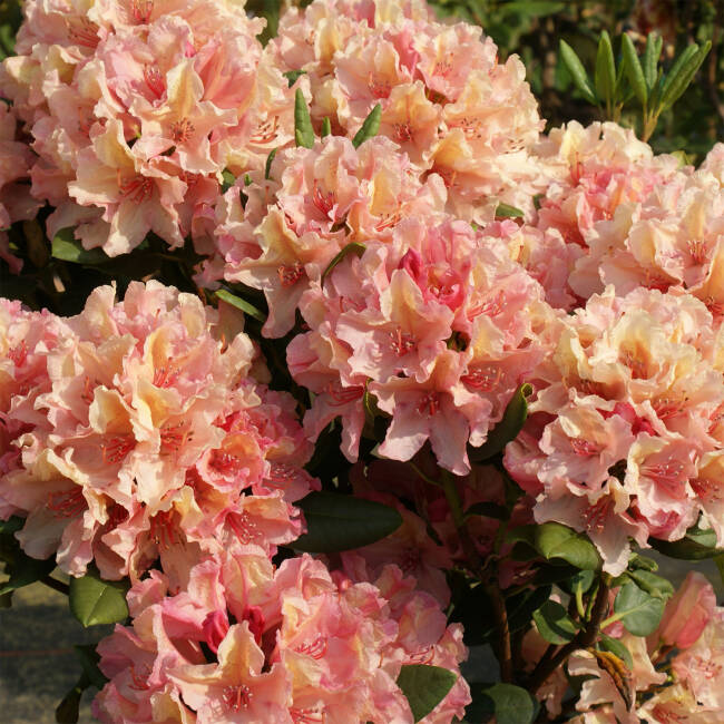 Rhododendron Hybride Brasilia