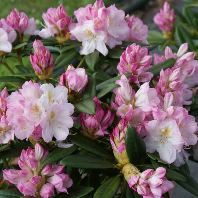 Rhododendron Hybride Brigitte