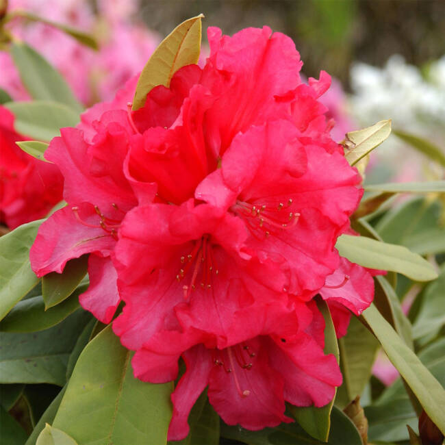 Rhododendron Hybride Britannia