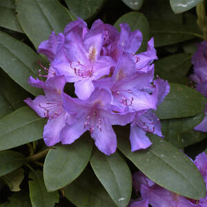 Rhododendron Hybride Catawbiense Boursault