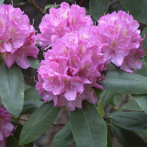 Rhododendron Hybride Catharine van Tol