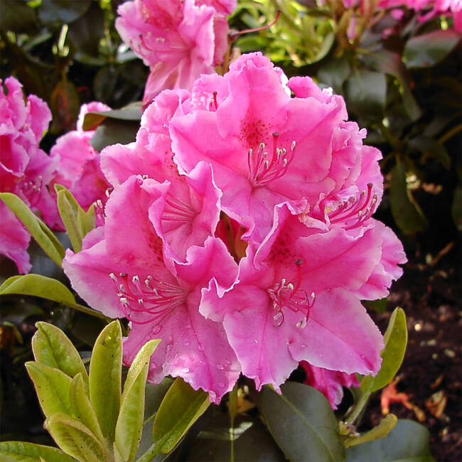 Rhododendron Hybride Claudine