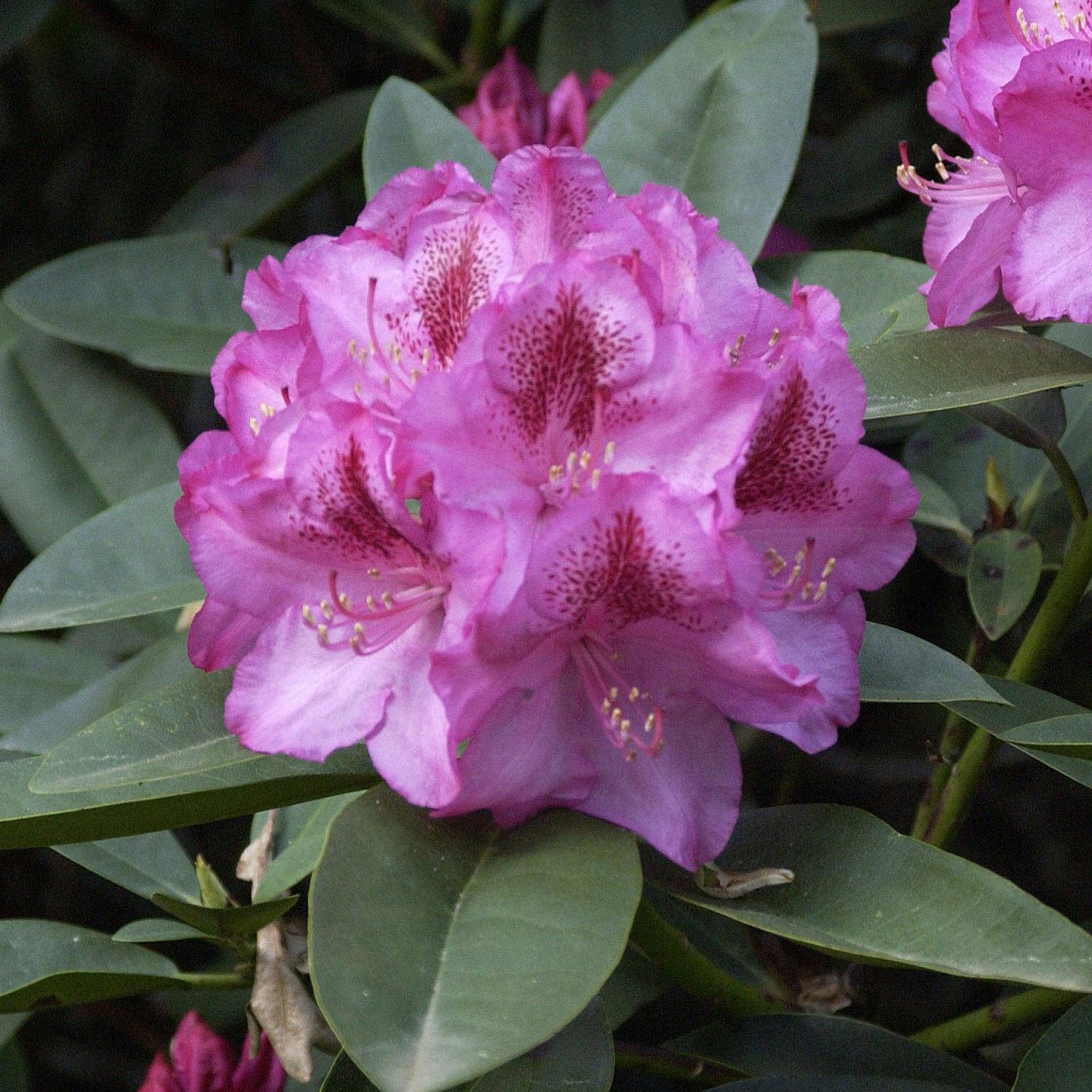 Kategorie <b>Hecken </b> - Rhododendron 'Constanze' - Rhododendron Hybride 'Constanze'