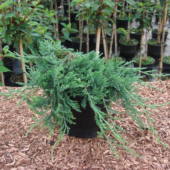 Juniperus horizontalis Glauca