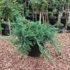 Juniperus horizontalis Glauca