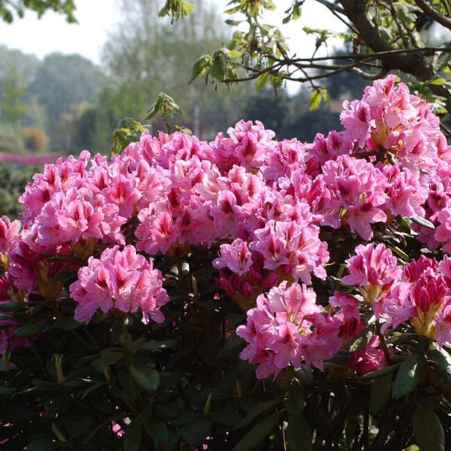 Rhododendron Hybride Cosmopolitan